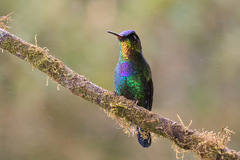 Panterpe insignis
