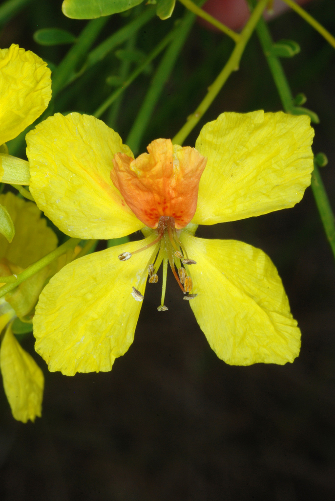Parkinsonia aculeata, Highlands County, FL, USA