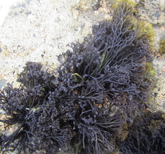 Psilophycus alveatus