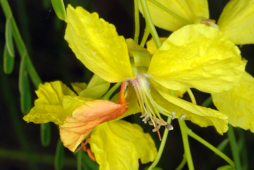 Parkinsonia aculeata