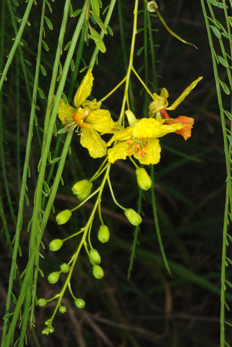 Parkinsonia aculeata
