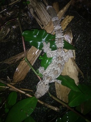 Gekko kuhli