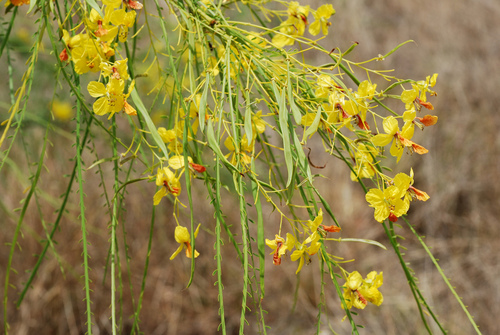 Parkinsonia aculeata