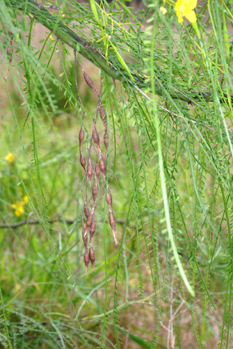 Parkinsonia aculeata