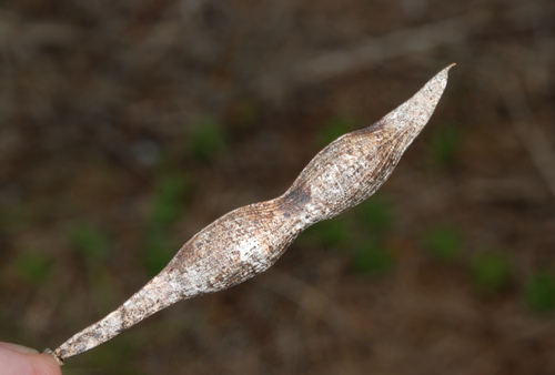 Parkinsonia aculeata