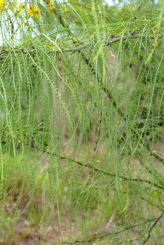 Parkinsonia aculeata
