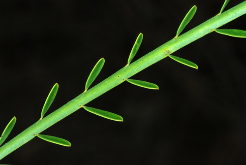 Parkinsonia aculeata