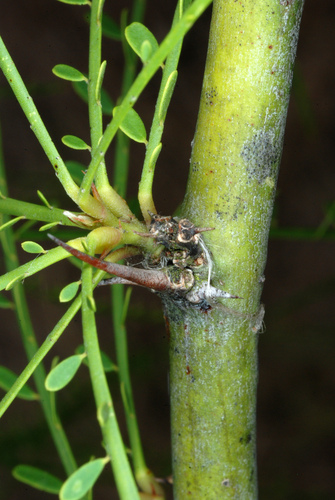 Parkinsonia aculeata