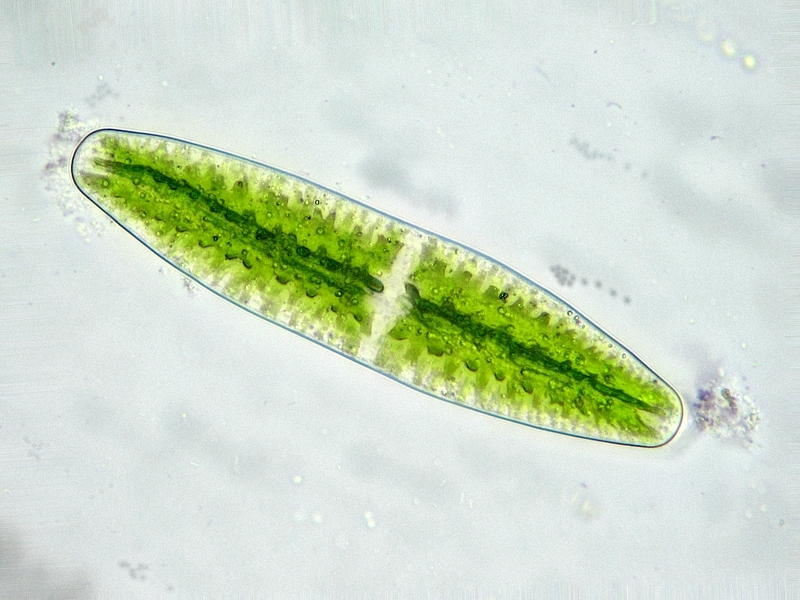Mesotaeniaceae