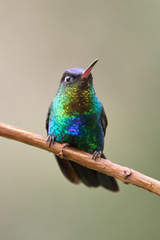 Panterpe insignis