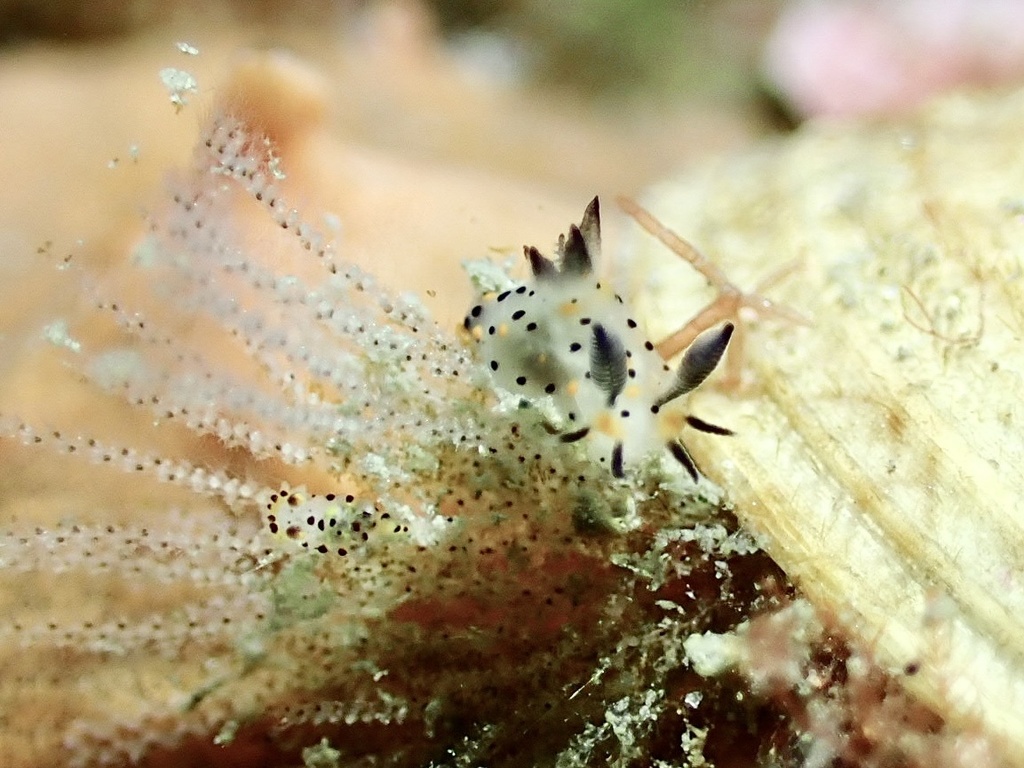 Polycera abei