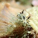 Polycera abei - Photo (c) yotonono, algunos derechos reservados (CC BY-NC)