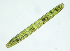 Pleurotaenium trabecula