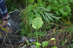 Hosta ventricosa