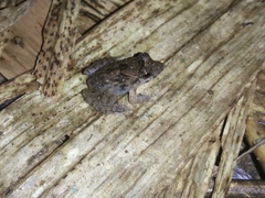 Limnonectes microdiscus