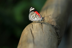 Diaethria candrena