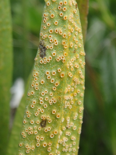 Puccinia hysterium