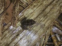 Limnonectes microdiscus