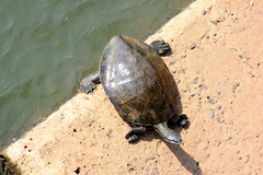 Phrynops williamsi