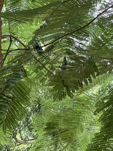 Delonix regia - Whole tree