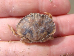 Metacarcinus novaezelandiae