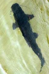 Steindachneridion melanodermatum