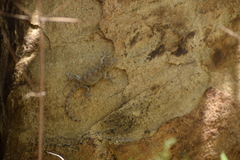 Gekko swinhonis