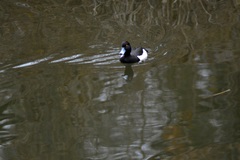 Aythya fuligula