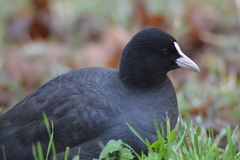 Fulica atra