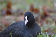 Fulica atra