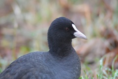 Fulica atra