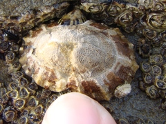 Cellana ornata