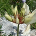 Trifolium polyphyllum - Photo (c) Krylenko VV, algunos derechos reservados (CC BY-NC), subido por Krylenko VV