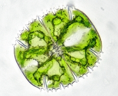 Micrasterias truncata