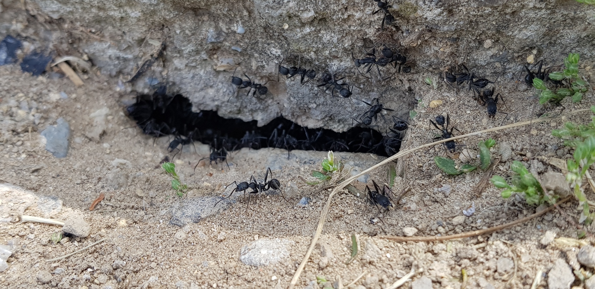 Aphaenogaster gemella