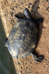 Phrynops williamsi