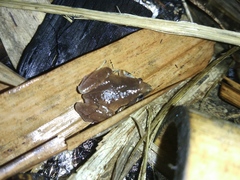 Microhyla achatina