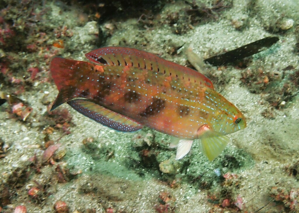 Senator Wrasse from Sydney NSW, Australia on August 26, 2022 at 10:59 ...