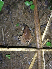 Microhyla achatina
