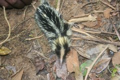 Hemicentetes semispinosus