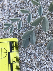 Astragalus lentiginosus borreganus