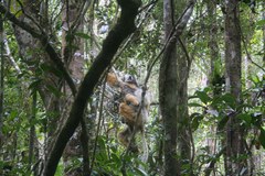 Propithecus diadema