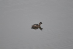 Tachybaptus ruficollis