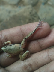 Microhyla achatina