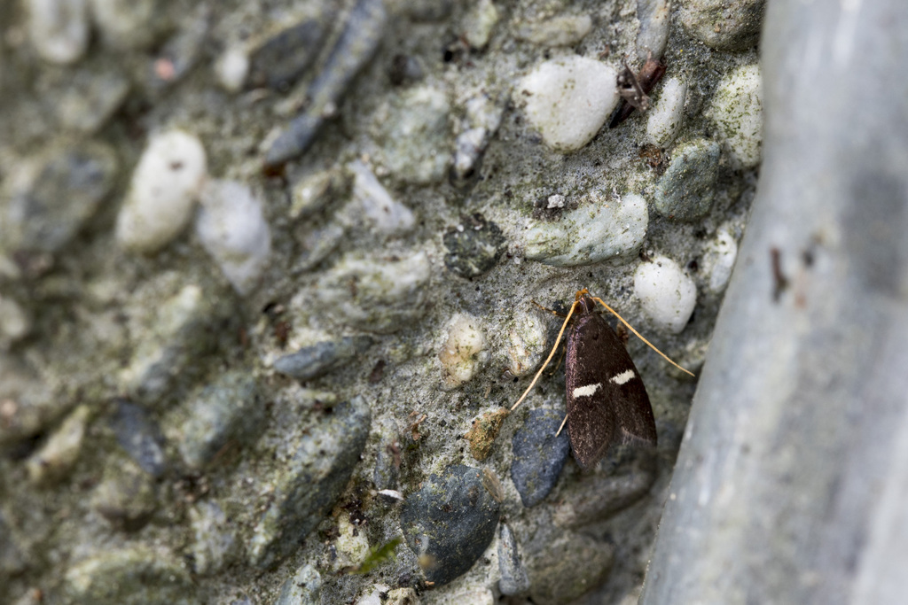 Lecithocera atricastana