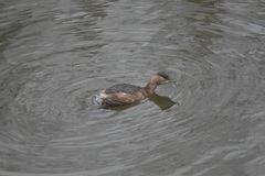 Tachybaptus ruficollis