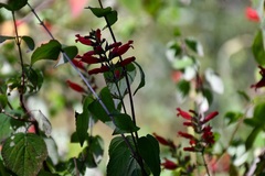 Salvia holwayi