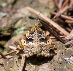 Enchoria lacteata