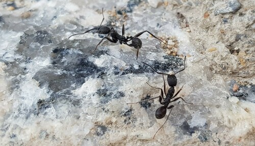 Representative image of Aphaenogaster gemella