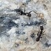Aphaenogaster gemella - Photo (c) B.A. Fidor, some rights reserved (CC BY-NC), uploaded by B.A. Fidor